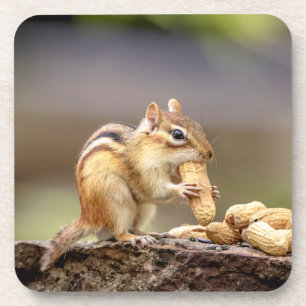 Chipmunk eating a peanut coaster