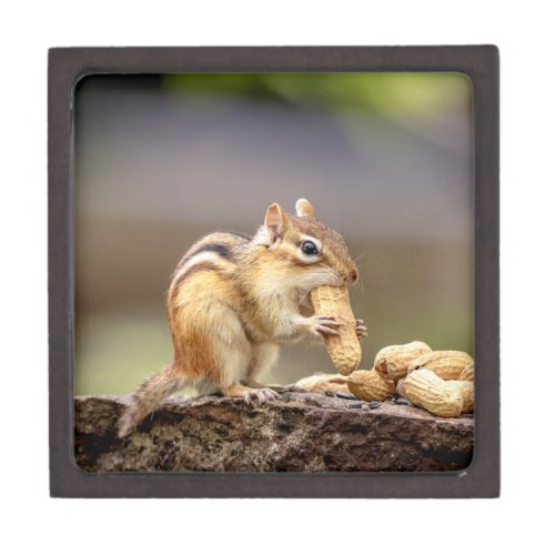 Chipmunk eating a peanut gift box