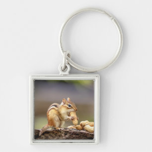 Chipmunk eating a peanut keychain