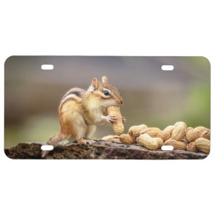Chipmunk eating a peanut license plate
