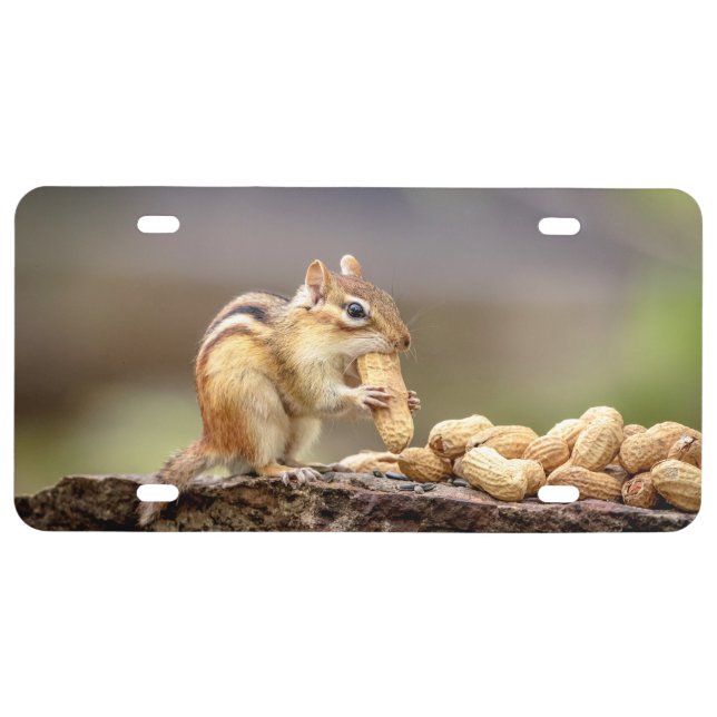 Chipmunk eating a peanut license plate (Front)