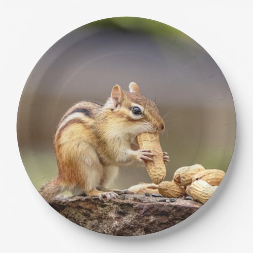 Chipmunk eating a peanut paper plates