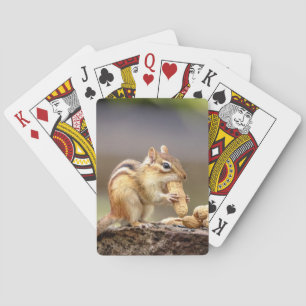 Chipmunk eating a peanut poker cards