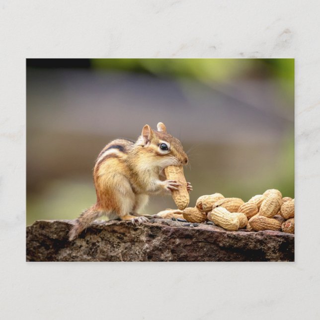 Chipmunk eating a peanut postcard (Front)