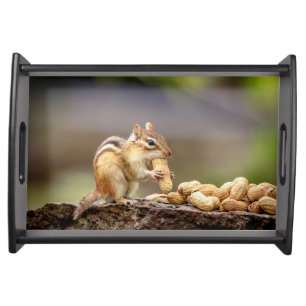 Chipmunk eating a peanut serving tray