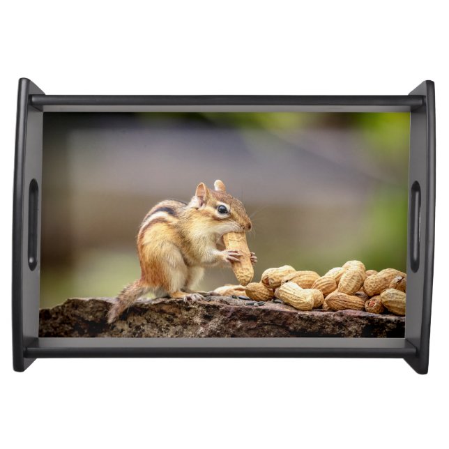 Chipmunk eating a peanut serving tray (Front)