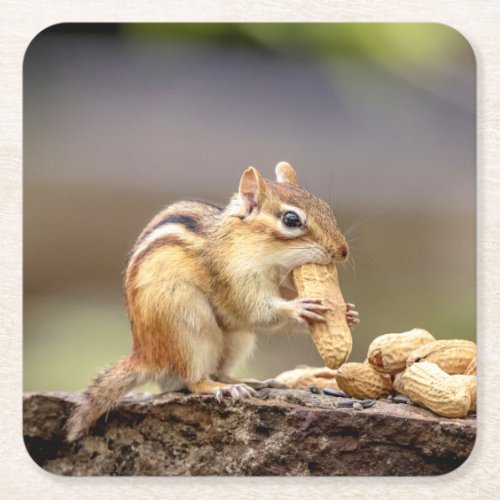 Chipmunk eating a peanut square paper coaster