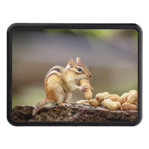 Chipmunk eating a peanut trailer hitch cover