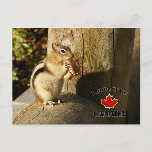 Chipmunk eating Mushrooms Postcard (Front)