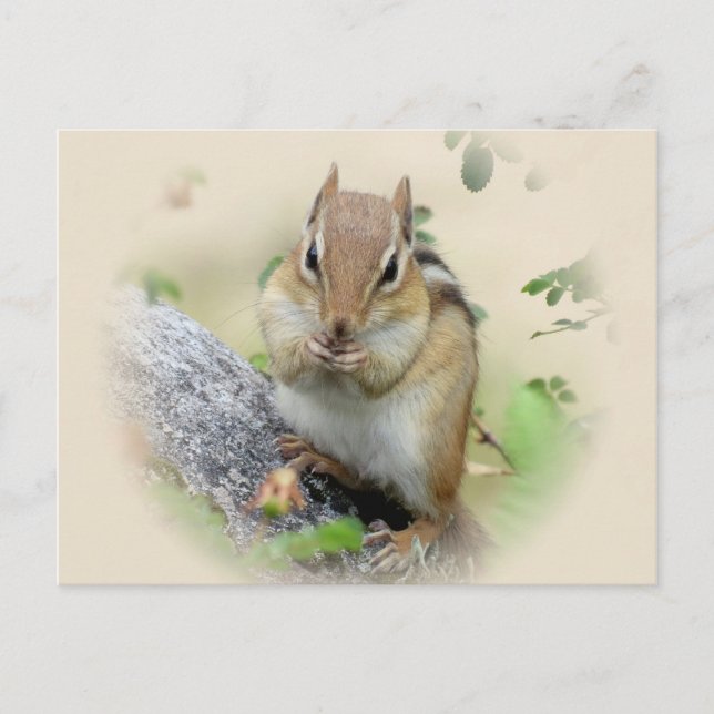 Chipmunk Eating Postcard (Front)
