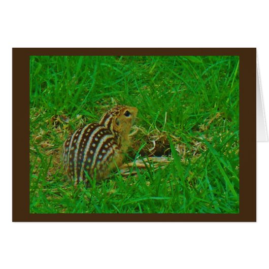 Chipmunk Hello (Front Horizontal)