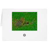 Chipmunk Hello Cards (Back Horizontal)