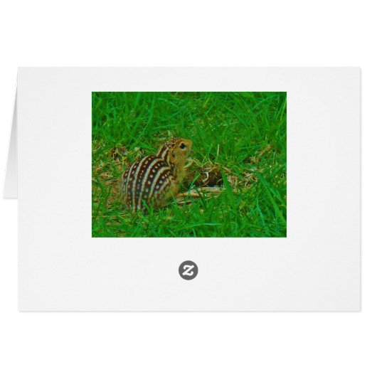 Chipmunk Hello Cards (Back Horizontal)