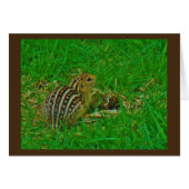 Chipmunk Hello Cards (Front Horizontal)