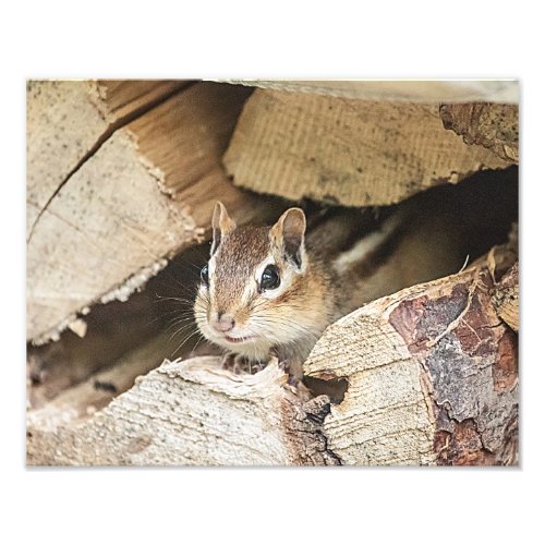 Chipmunk in a wood pile photo print