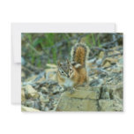 Chipmunk in Glacier National Park