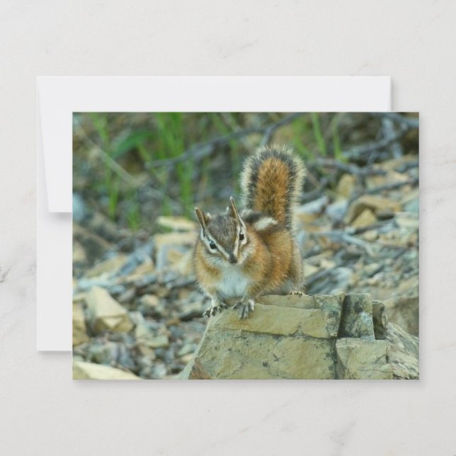 Chipmunk in Glacier National Park (Front)