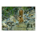 Chipmunk in Glacier National Park