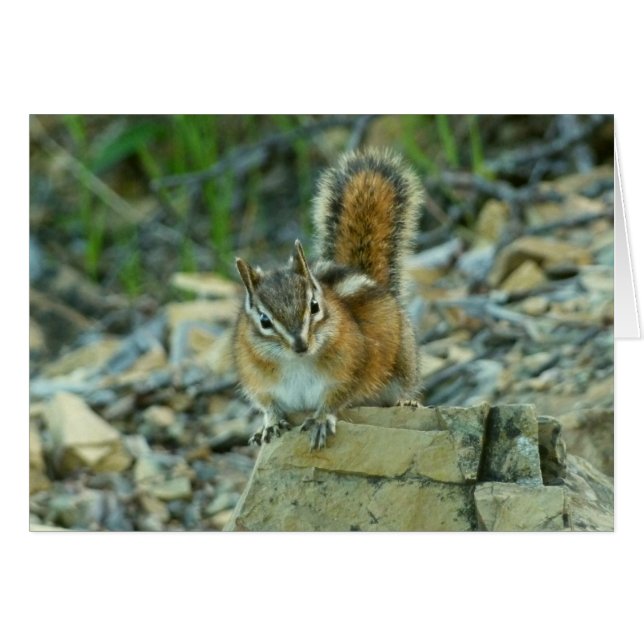 Chipmunk in Glacier National Park (Front Horizontal)
