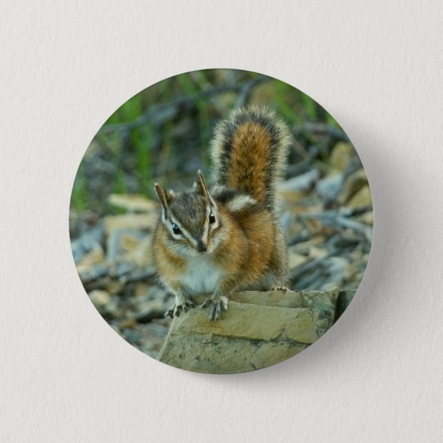 Chipmunk in Glacier National Park Button (Front)
