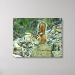 Chipmunk in Glacier National Park Canvas Print