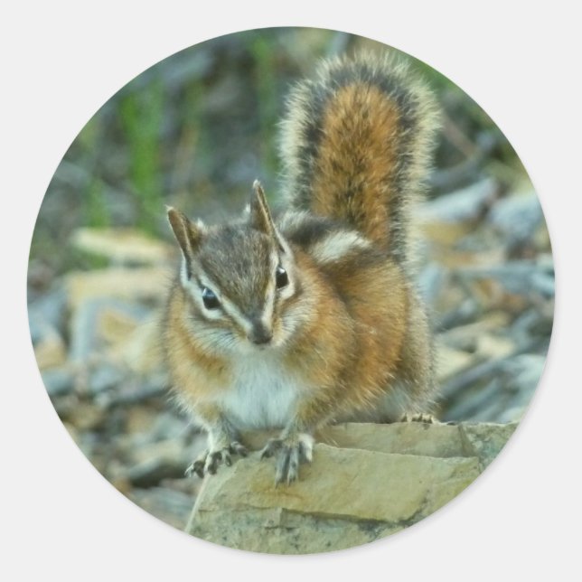 Chipmunk in Glacier National Park Classic Round Sticker (Front)