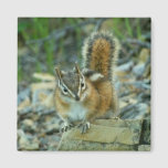 Chipmunk in Glacier National Park Magnet