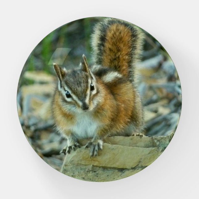 Chipmunk in Glacier National Park Paperweight (Front)