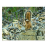 Chipmunk in Glacier National Park Photo Print