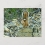 Chipmunk in Glacier National Park Postcard