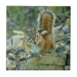 Chipmunk in Glacier National Park Tile