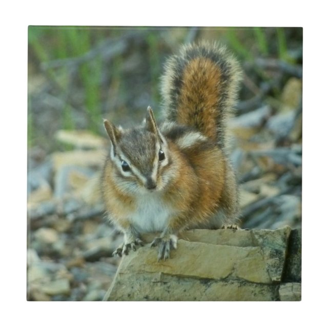 Chipmunk in Glacier National Park Tile (Front)