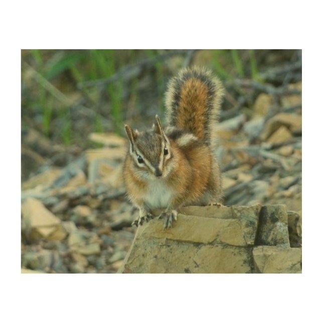 Chipmunk in Glacier National Park Wood Wall Decor (Front)