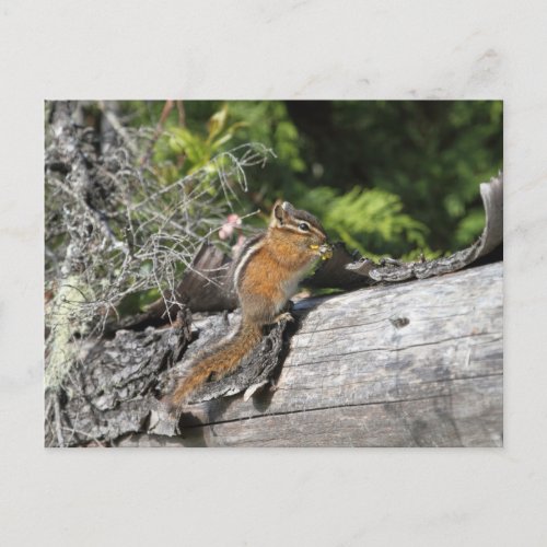 Chipmunk in the Forest Postcard