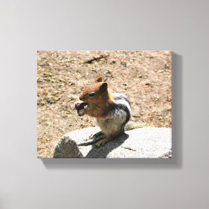 Chipmunk in Yosemite, California Canvas Print