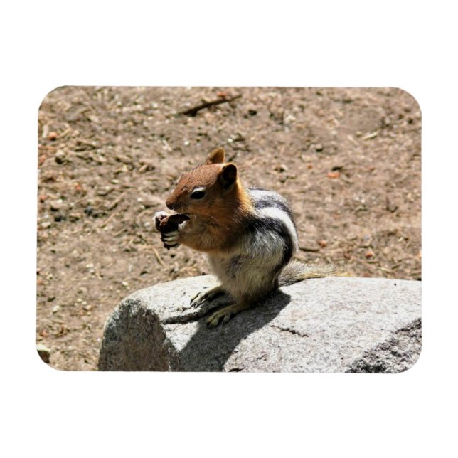 Chipmunk in Yosemite, California Magnet (Horizontal)