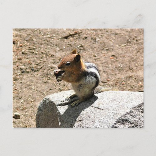 Chipmunk in Yosemite California Postcard