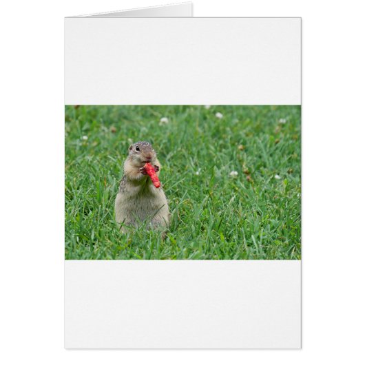 Chipmunk.JPG Cards (Front)