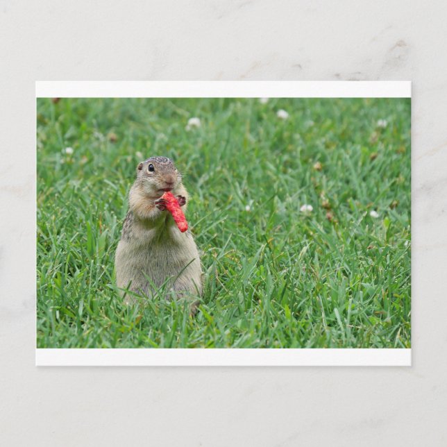 Chipmunk.JPG Postcard (Front)