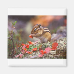 Chipmunk Life Style trending product Magnet