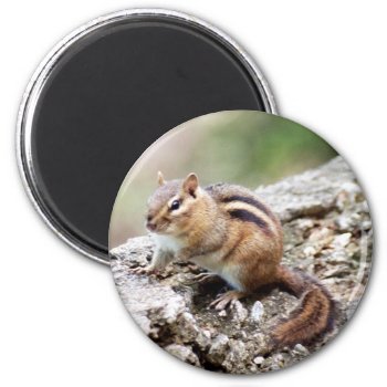 Chipmunk Magnet by Captain_Panama at Zazzle