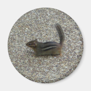 Chipmunk Magnet