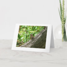 chipmunk, New York Botanical Gardens