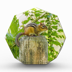 Chipmunk on a Fence Post Acrylic Award