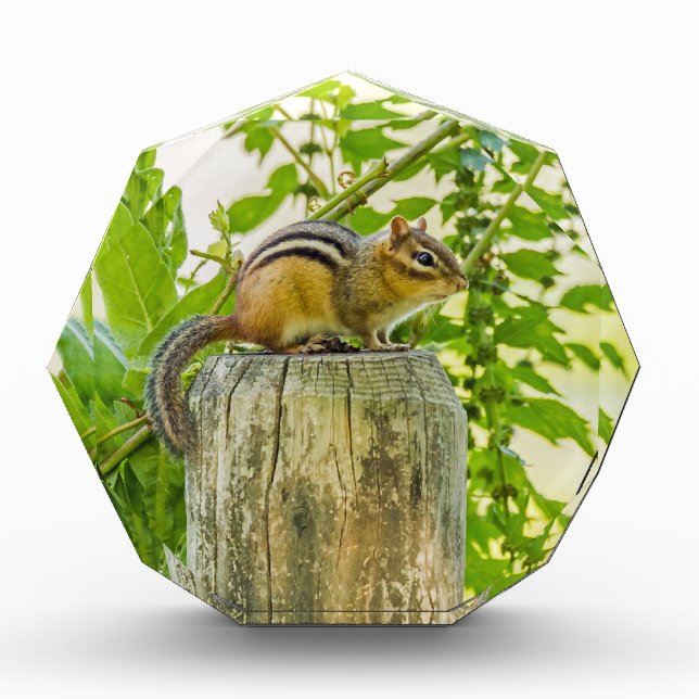 Chipmunk on a Fence Post Acrylic Award (Front)