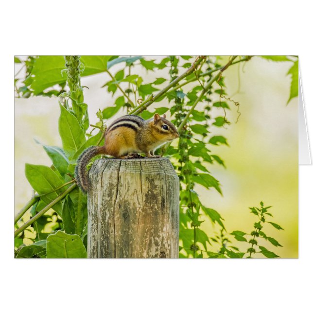 Chipmunk on a Fence Post Cards (Front Horizontal)