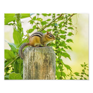 Chipmunk Posters & Photo Prints | Zazzle