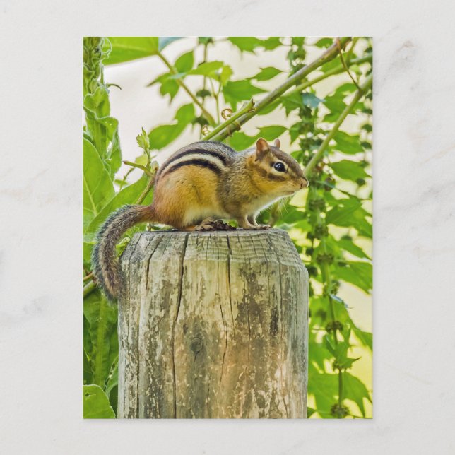 Chipmunk on a Fence Post Postcard (Front)