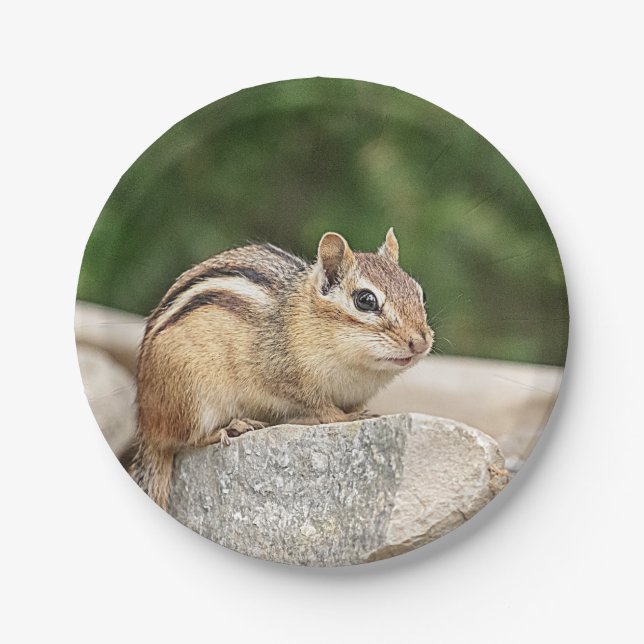 Chipmunk on a rock paper plates (Front)