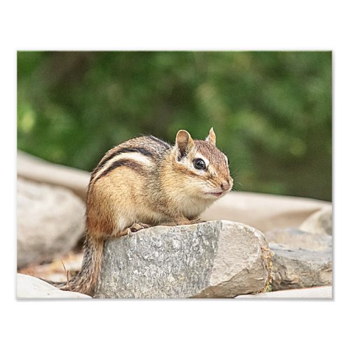 Chipmunk on a rock photo print